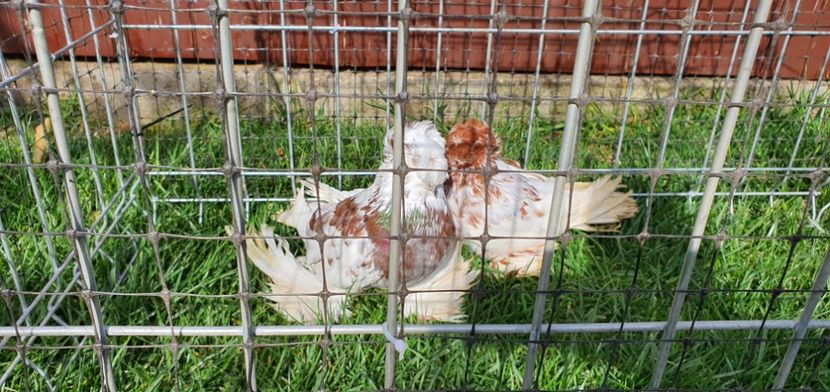 Nr7 - Licidare de stoc