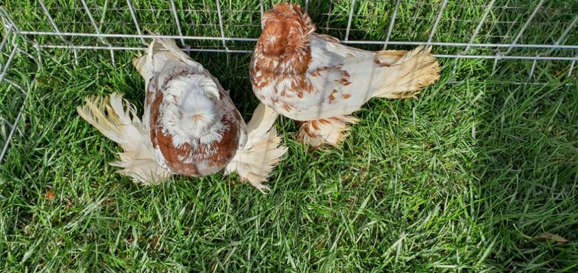 Nr7 - Licidare de stoc