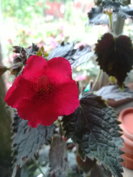 Sadistic Love - A-Flori 2020