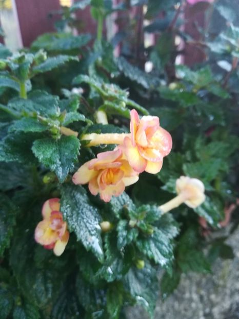 Peach Orchard - A-Flori 2020