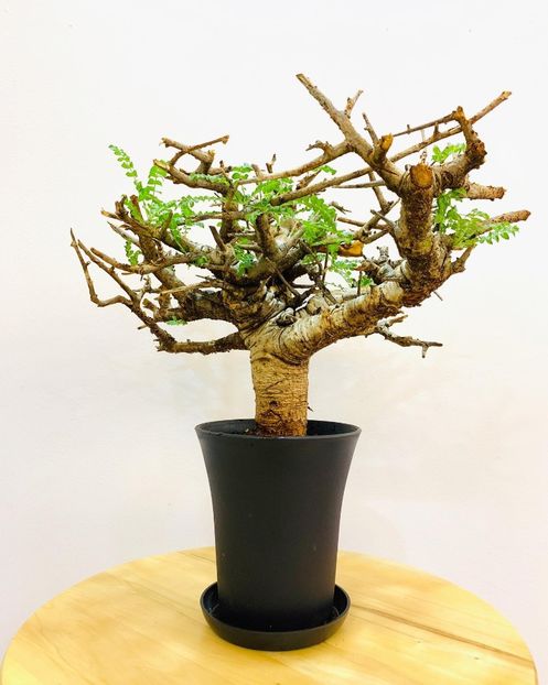 Boswellia neglecta - Whish list pentru viata urmatoare2