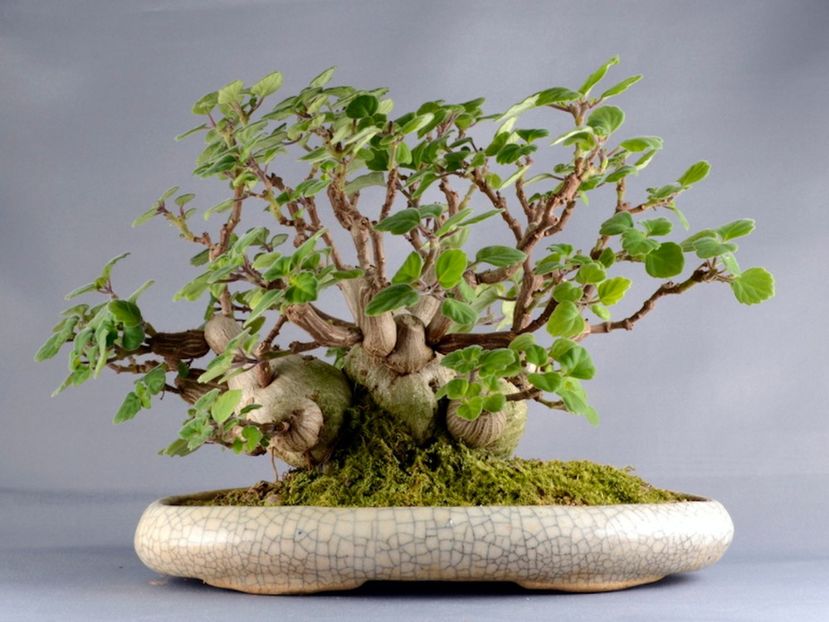 Plectranthus ernstii - Whish list pentru viata urmatoare2