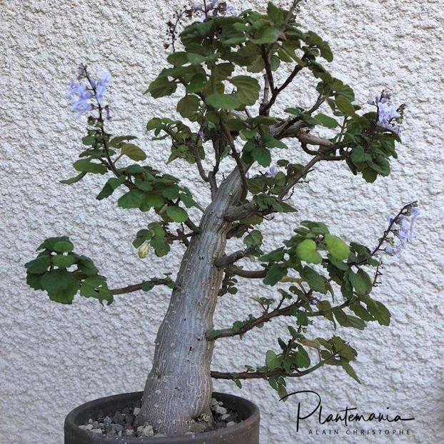 Plectranthus ernstii - Whish list pentru viata urmatoare2