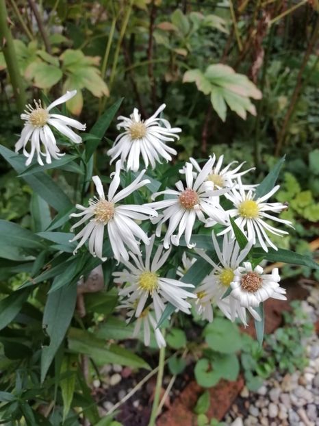  - Grădina 2020 continuare 2