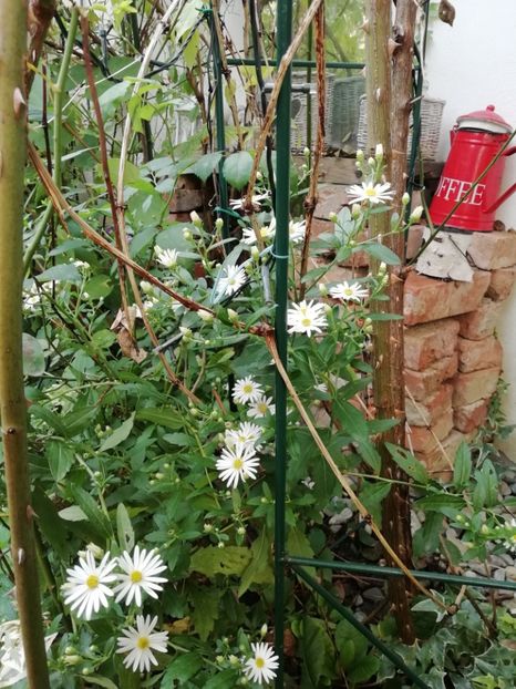  - Grădina 2020 continuare 2