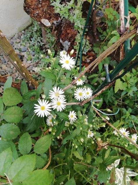  - Grădina 2020 continuare 2