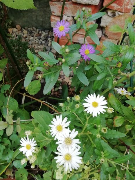  - Grădina 2020 continuare 2