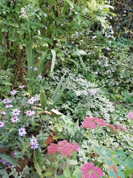  - Grădina 2020 continuare 2