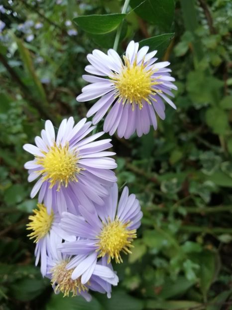  - Grădina 2020 continuare 2