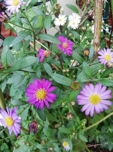  - Grădina 2020 continuare 2