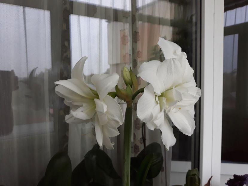  - AMARYLLIS