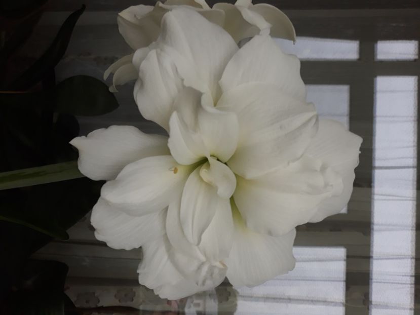  - AMARYLLIS