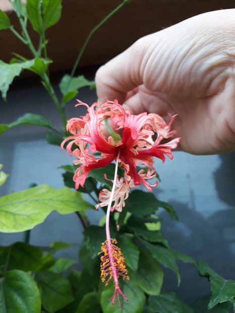  - Hibi schizopetalus