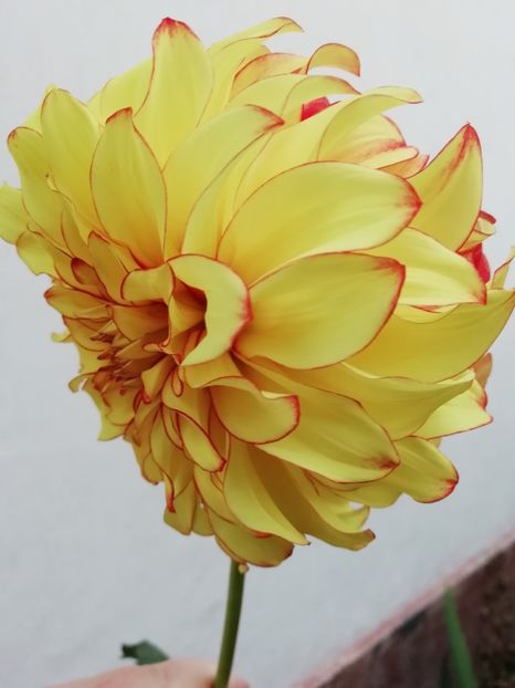  - Grădina 2020 continuare 2