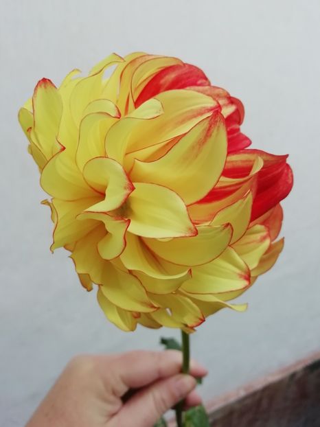 "Lady Darlene" - Grădina 2020 continuare 2