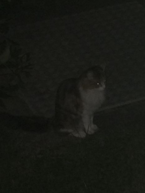 Pisi - Begonile mele din 2020-2021-2022-2023