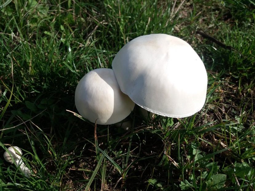  - la cules de ciuperci