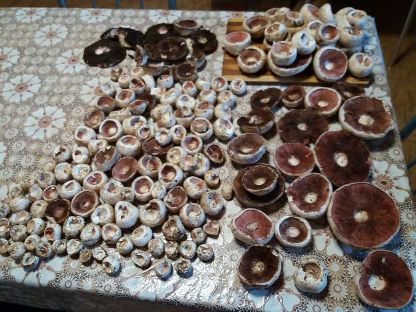  - la cules de ciuperci