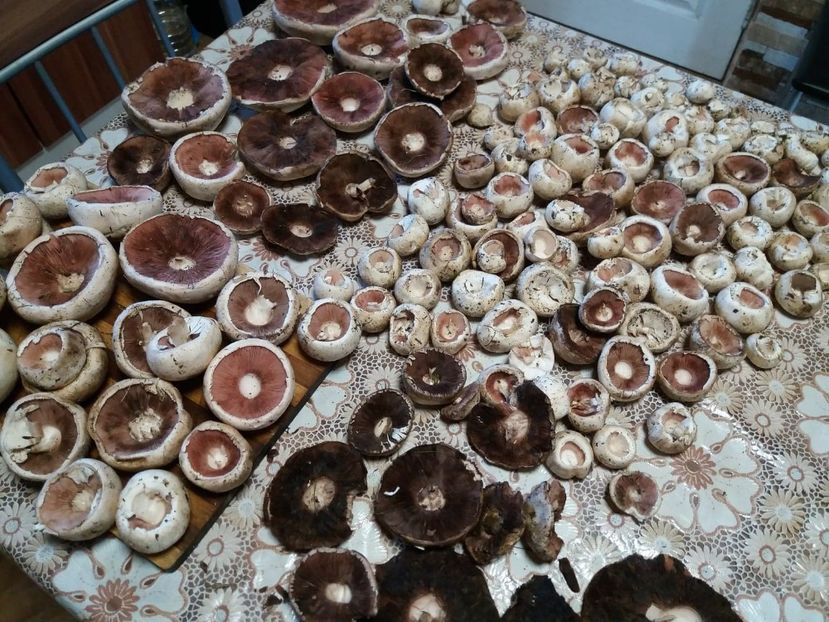  - la cules de ciuperci