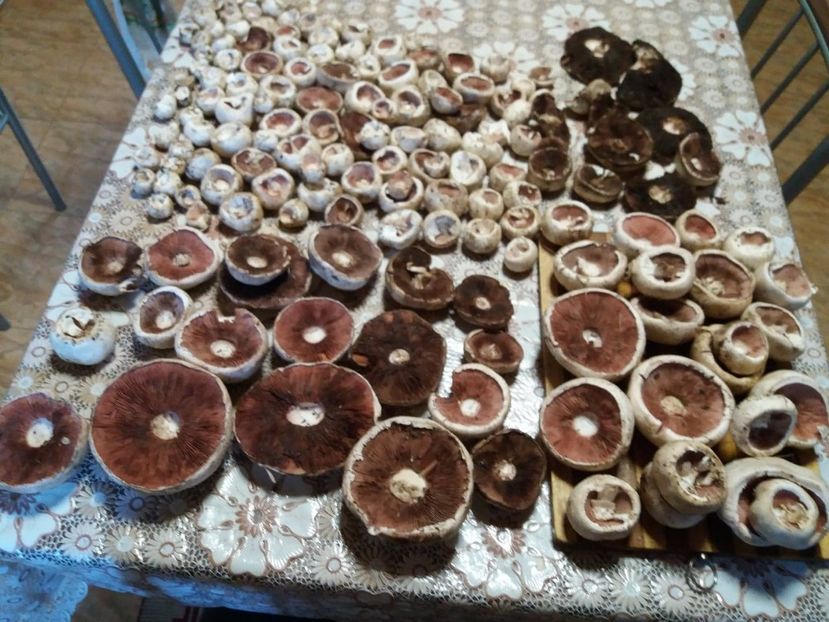  - la cules de ciuperci