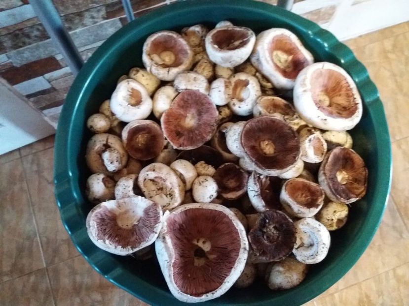  - la cules de ciuperci