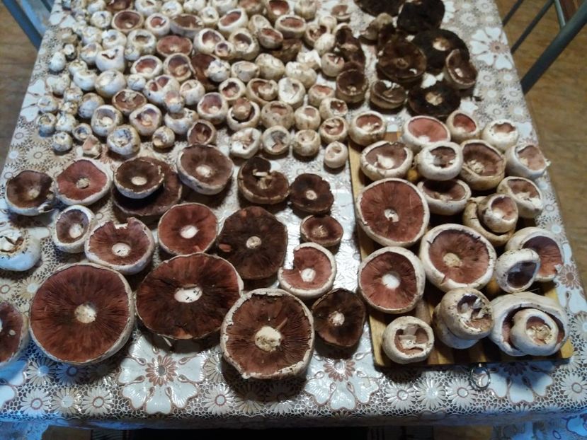  - la cules de ciuperci