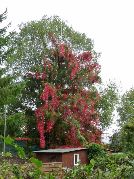  - 2020 - 03 - Toamna