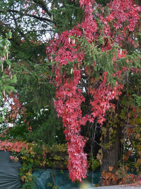  - 2020 - 03 - Toamna