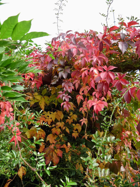  - 2020 - 03 - Toamna