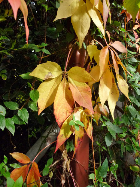  - 2020 - 03 - Toamna