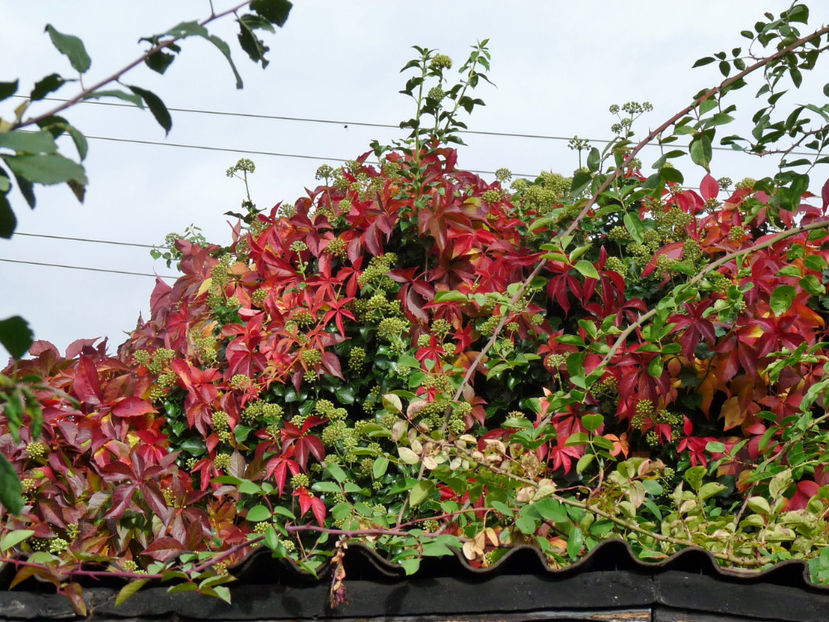  - 2020 - 03 - Toamna