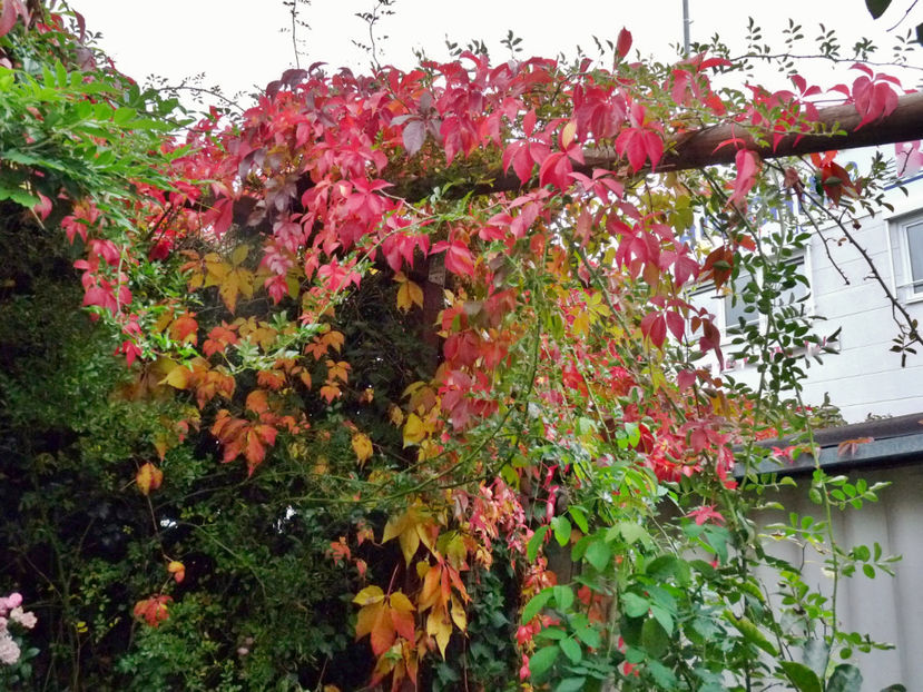  - 2020 - 03 - Toamna