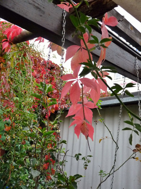  - 2020 - 03 - Toamna