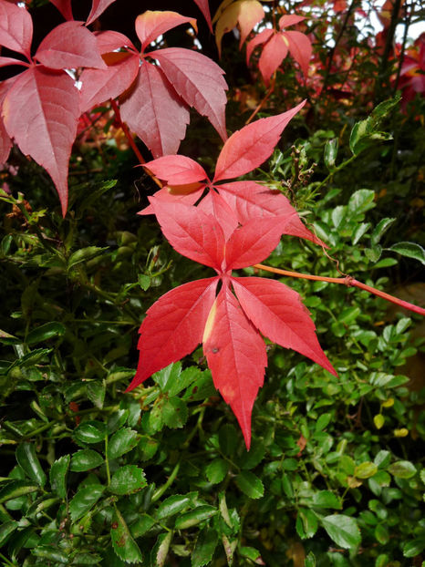  - 2020 - 03 - Toamna