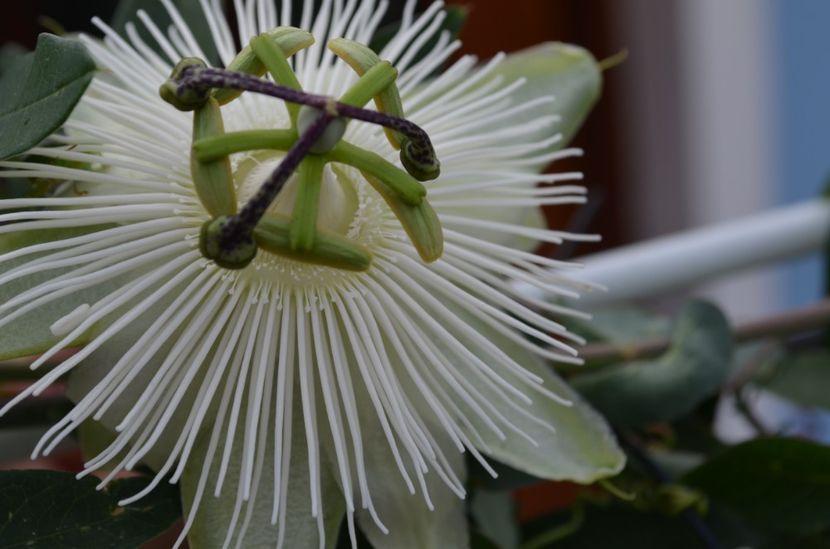  - dragostea  de natura