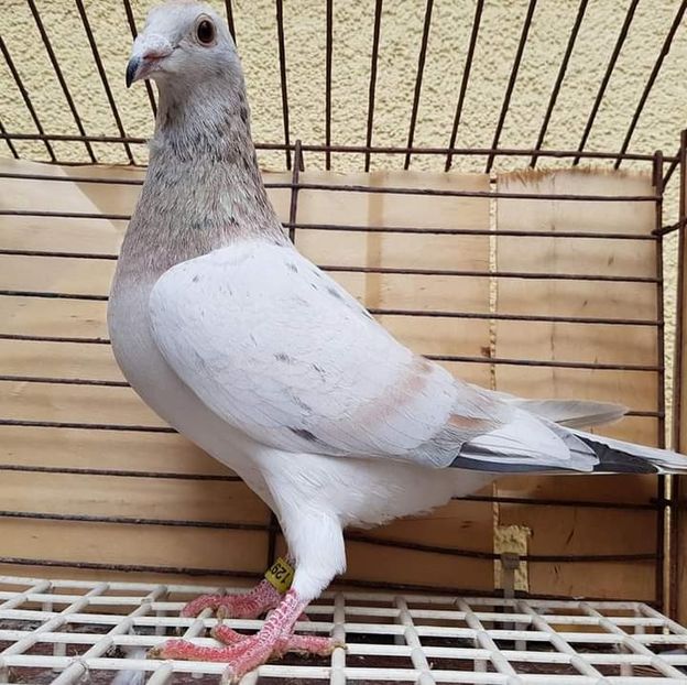  - NU AMI APARTIN 2020