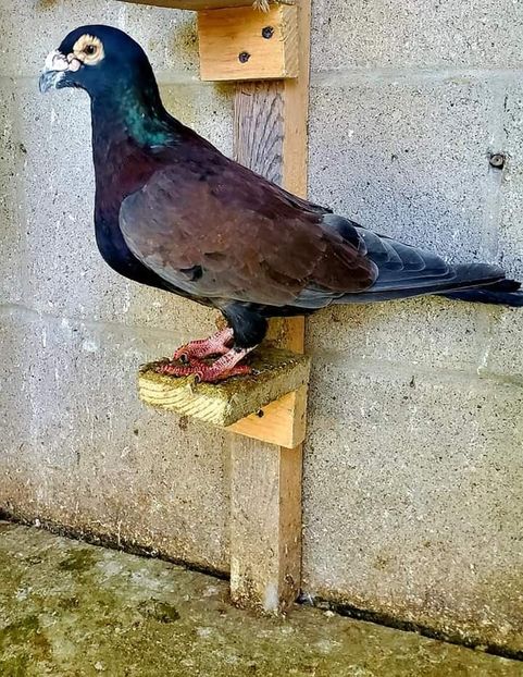  - NU AMI APARTIN 2020