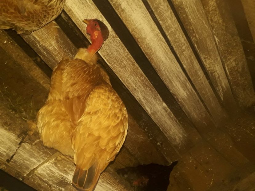  - 02 Gaini Moțate-Bărboase-Golașe-Frezate 2020-2021