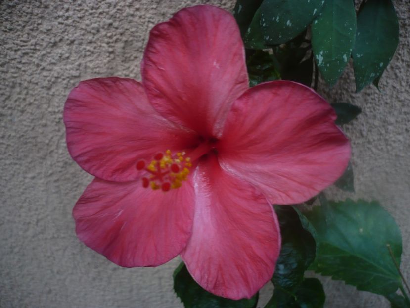 10.10.2020 - HIBISCUSI 2020-5