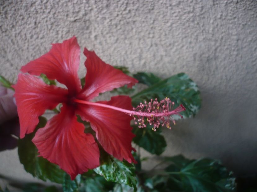 P1460972 - HIBISCUSI 2020-5