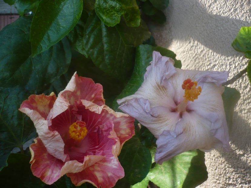 P1460974 - HIBISCUSI 2020-5