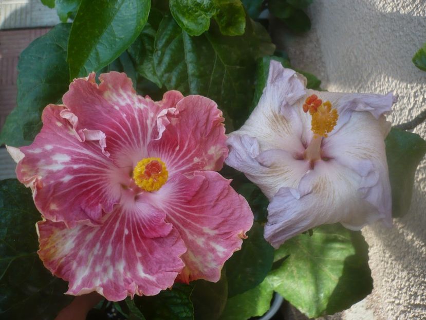 P1460976 - HIBISCUSI 2020-5