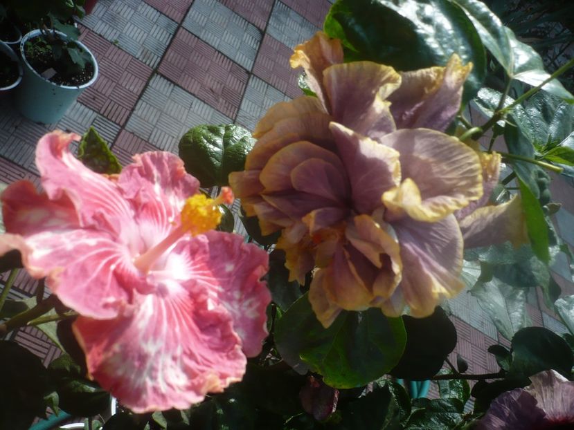 P1460979 - HIBISCUSI 2020-5