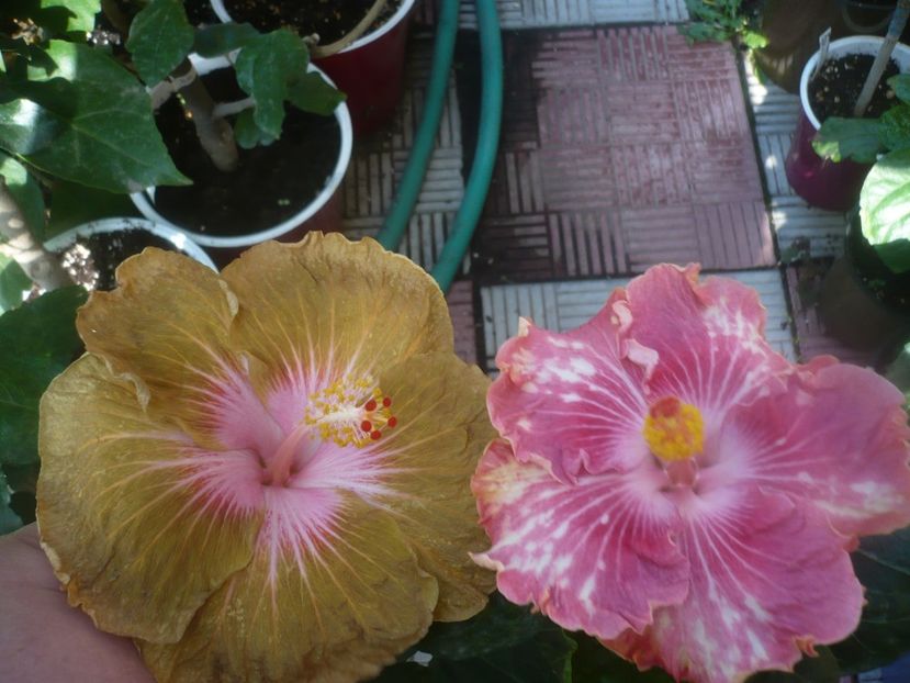 P1460981 - HIBISCUSI 2020-5