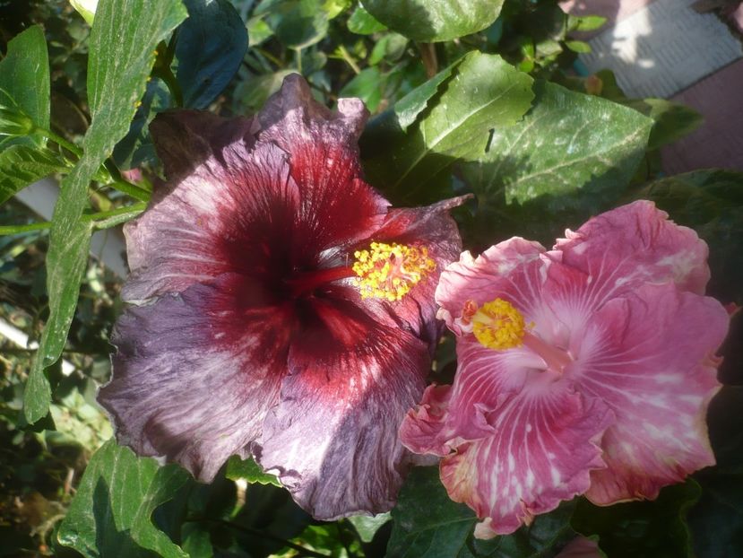 P1460982 - HIBISCUSI 2020-5