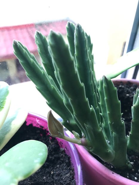 Stapelia Grandiflora cu boboc - Cactusi si suculente