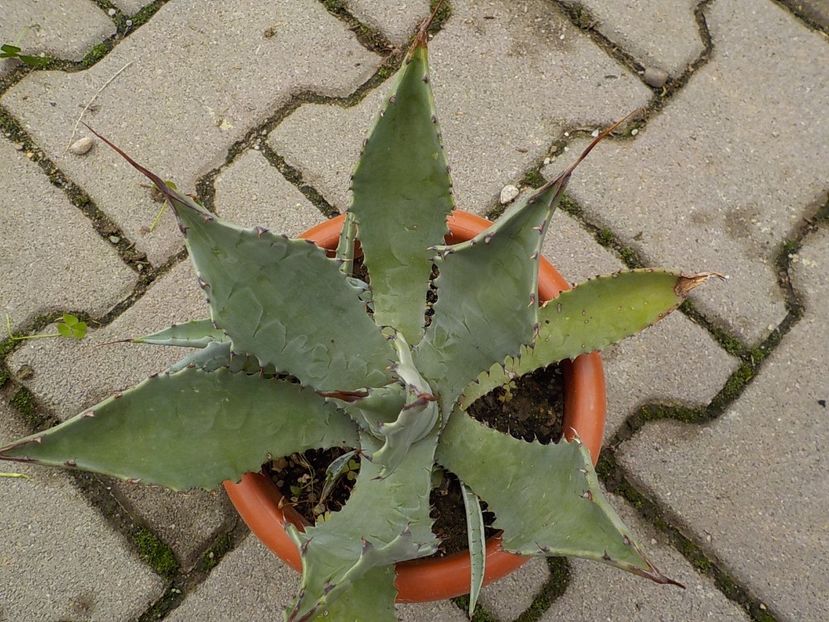  - Genul Agave