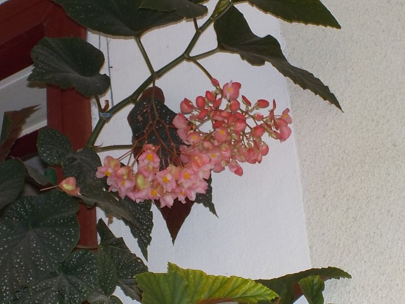 - begonia lucernae