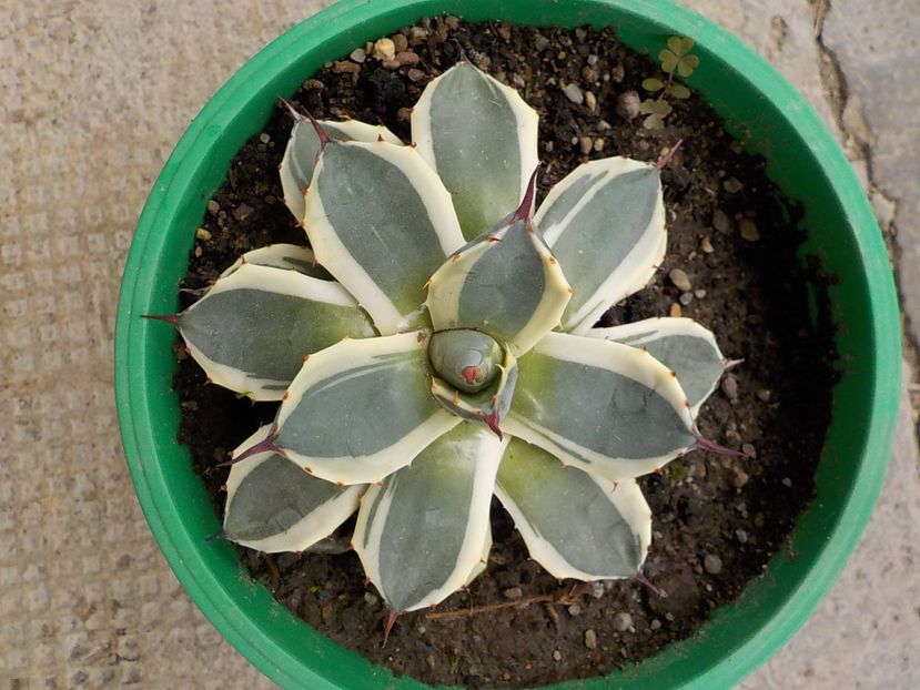  - Genul Agave