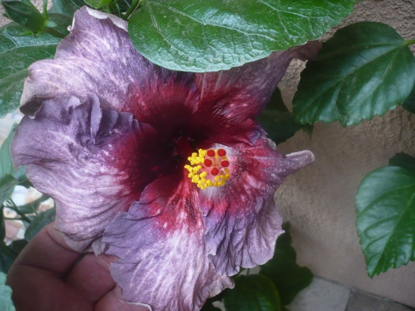 P1460936 - Drama Queen